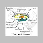 LIMBIC.jpg